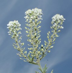 Lepidium alyssoides