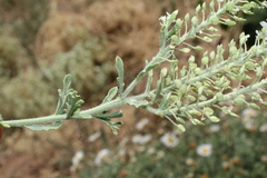 Lepidium alyssoides