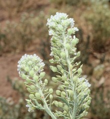 Lepidium alyssoides