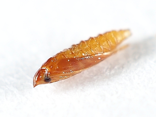 Poison Ivy Leaf-miner Moth