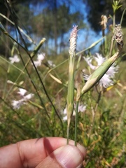 Dianthus broteri