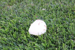 Chlorophyllum molybdites