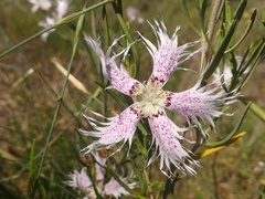 Dianthus broteri