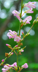 Hylodesmum