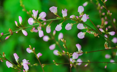Hylodesmum