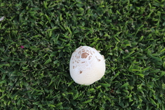 Chlorophyllum molybdites
