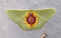 Nemoria astraea