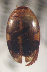 Laccophilus maculosus
