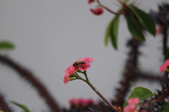 Apis mellifera
