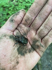 Osmoderma scabra