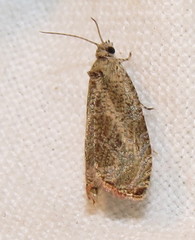 Eucosma ochrocephala