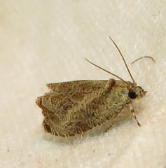 Eucosma ochrocephala