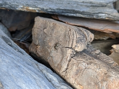 Teloleuca bifasciata