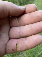 Rhynchospora rariflora