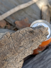 Teloleuca bifasciata