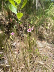 Drosera filiformis
