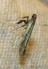 Caloptilia hypericella