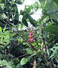 Heliconia bihai