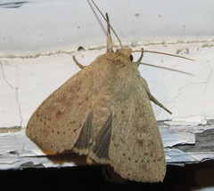 Leucania pseudargyria