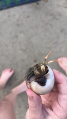 Isocheles wurdemanni