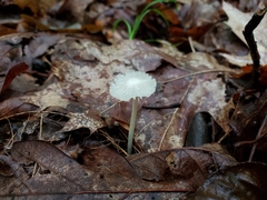 Heliomyces decolorans