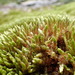 Schleicher's Bryum - Photo (c) Gian-Andrea Catrina, some rights reserved (CC BY-NC), uploaded by Gian-Andrea Catrina