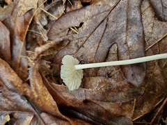 Heliomyces decolorans