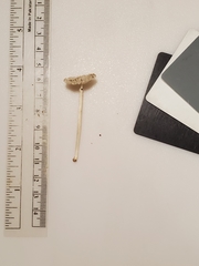 Heliomyces decolorans