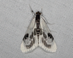 Cliniodes ostreonalis