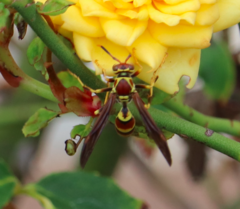 Polistes exclamans