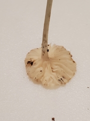 Heliomyces decolorans