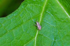 Aphrastus taeniatus