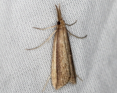 Donacaula albicostellus