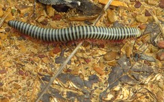 Ommatoiulus lusitanus