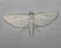 Parapoynx allionealis