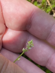 Polygala nuttallii
