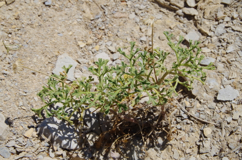 Image of Laphamia vaseyi by (c) Eric Knight, some rights reserved (CC BY)