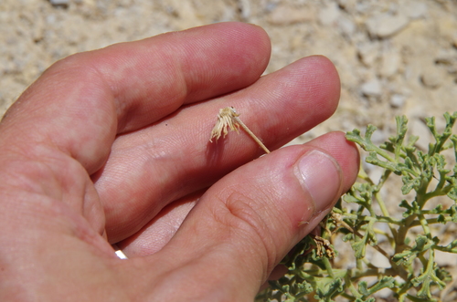Image of Laphamia vaseyi by (c) Eric Knight, some rights reserved (CC BY)