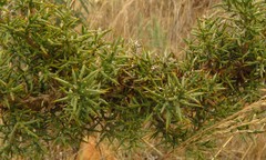 Ulex argenteus argenteus