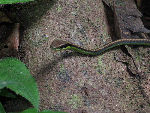 Blue Bronzeback