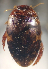 Laccophilus maculosus