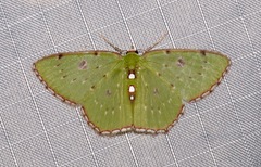 Lissochlora