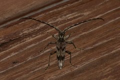 Elytrimitatrix undata