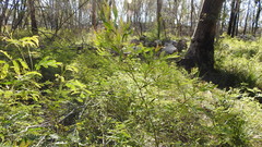 Acacia neriifolia