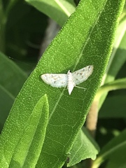 Parapoynx allionealis