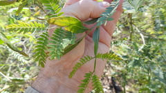 Acacia neriifolia