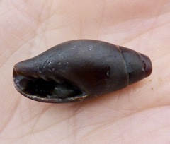 Atrimitra idae