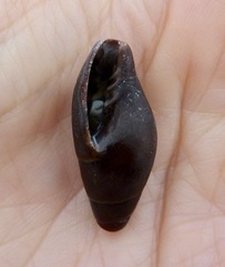 Atrimitra idae