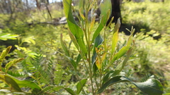 Acacia neriifolia