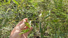 Acacia neriifolia